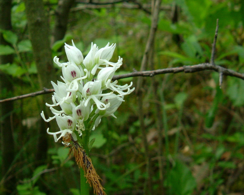 Orchis simia